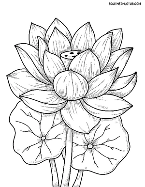 Free Color By Number Flowers Coloring Book - 7